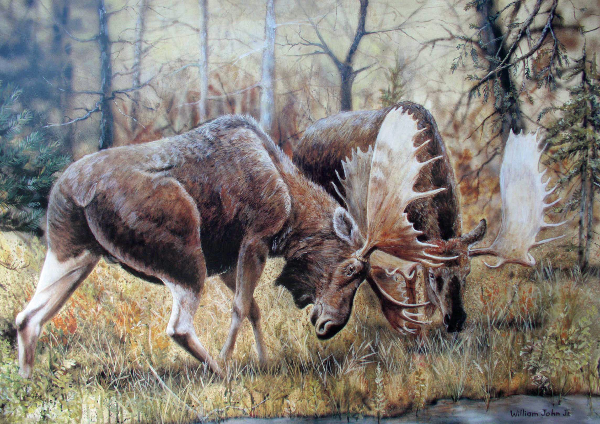 Moose grazing in forest clearing — painting by William John Jr.